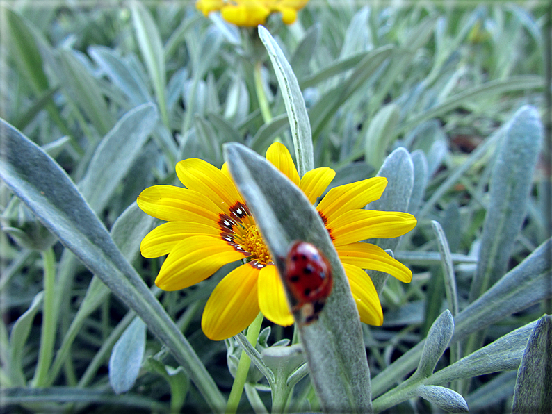 foto Fiori